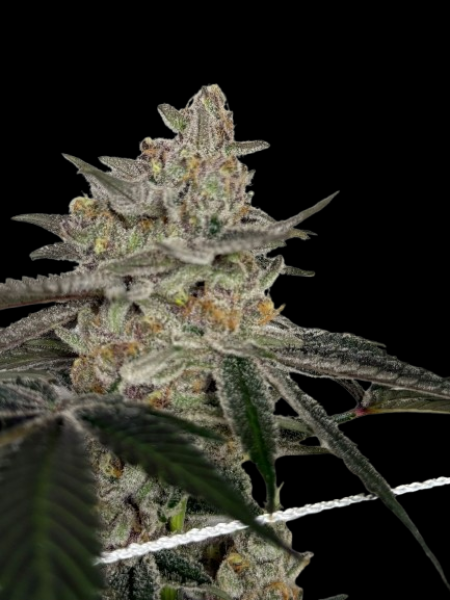 Apple Fritter x Diesel BLX